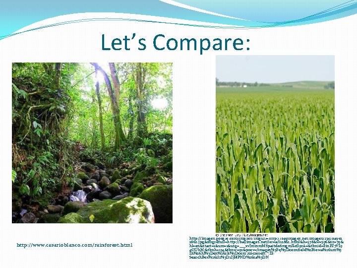 Let’s Compare: http: //www. casarioblanco. com/rainforest. html http: //images. google. com/imgres? imgurl=http: //bayimages. net/images/13