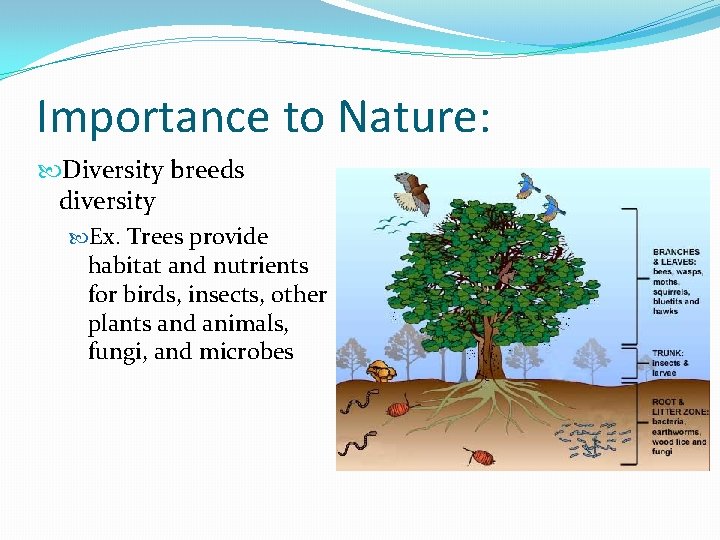 Importance to Nature: Diversity breeds diversity Ex. Trees provide habitat and nutrients for birds,