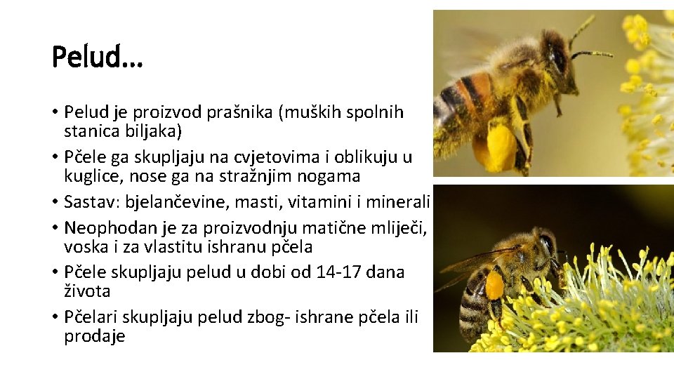 Pelud. . . • Pelud je proizvod prašnika (muških spolnih stanica biljaka) • Pčele