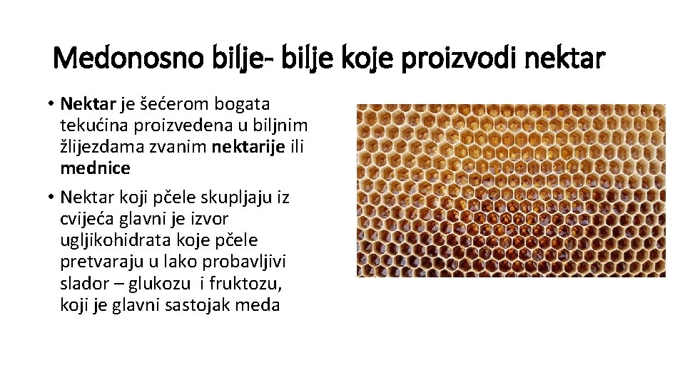 Medonosno bilje- bilje koje proizvodi nektar • Nektar je šećerom bogata tekućina proizvedena u