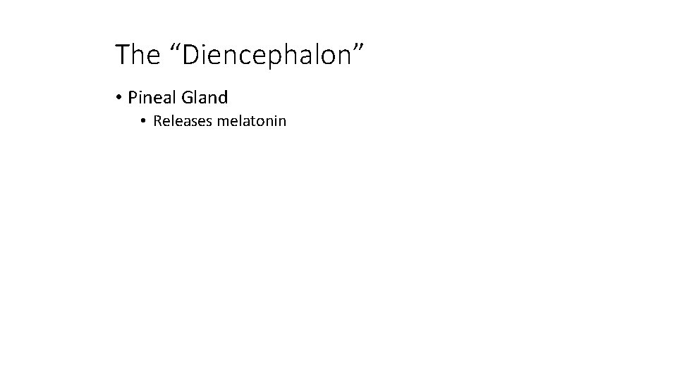 The “Diencephalon” • Pineal Gland • Releases melatonin 