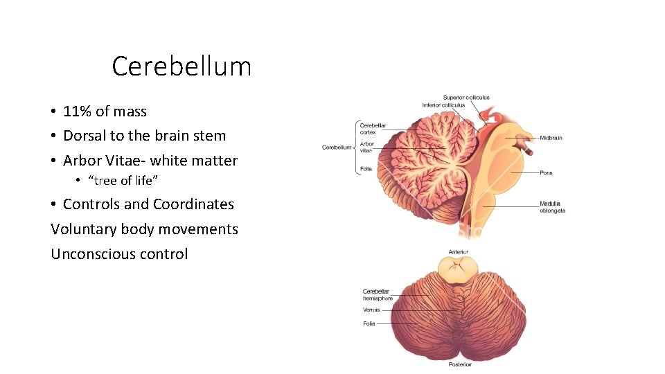 Cerebellum • 11% of mass • Dorsal to the brain stem • Arbor Vitae-