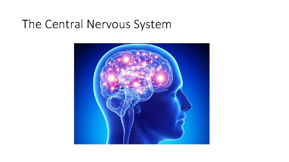 The Central Nervous System 