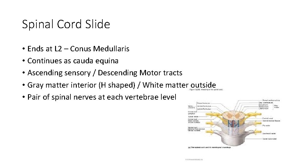 Spinal Cord Slide • Ends at L 2 – Conus Medullaris • Continues as
