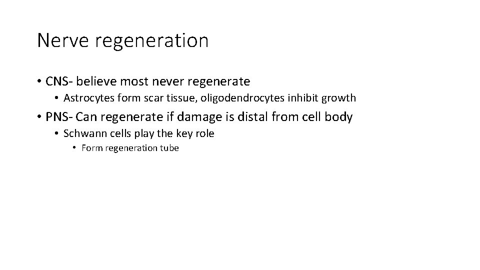 Nerve regeneration • CNS- believe most never regenerate • Astrocytes form scar tissue, oligodendrocytes