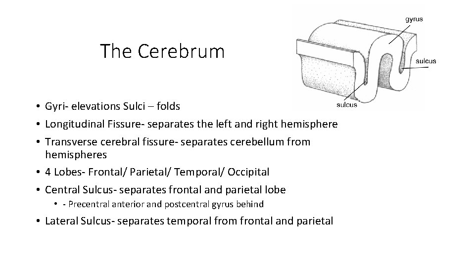 The Cerebrum • Gyri- elevations Sulci – folds • Longitudinal Fissure- separates the left