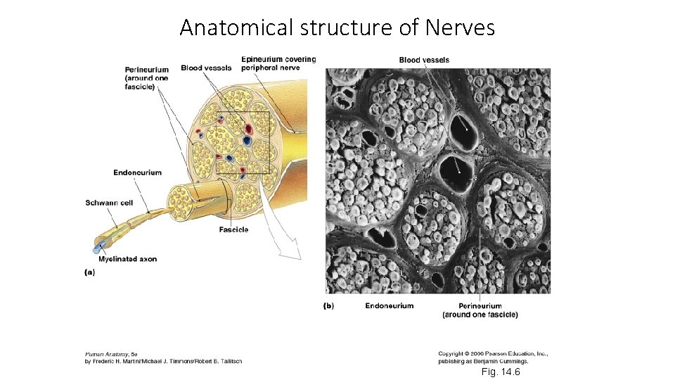 Anatomical structure of Nerves Fig. 14. 6 