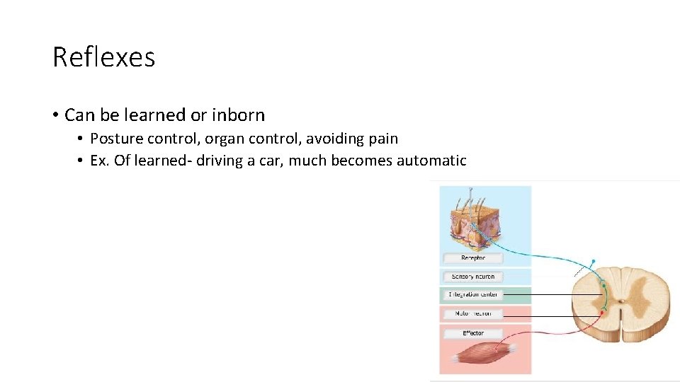 Reflexes • Can be learned or inborn • Posture control, organ control, avoiding pain