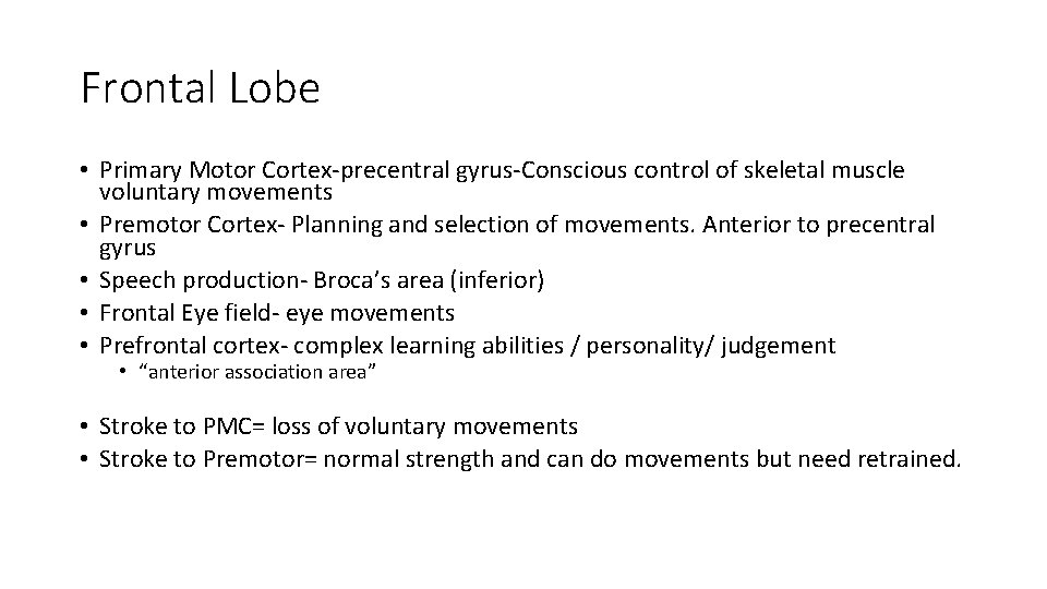 Frontal Lobe • Primary Motor Cortex-precentral gyrus-Conscious control of skeletal muscle voluntary movements •
