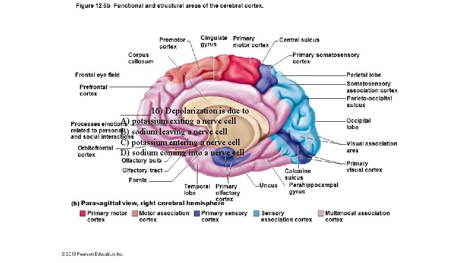 _______16) Depolarization is due to A) potassium exiting a nerve cell B) sodium leaving