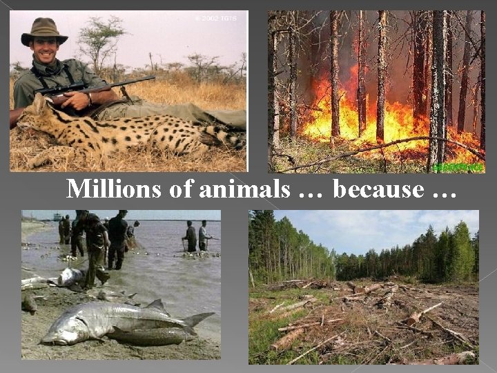 Millions of animals … because … 