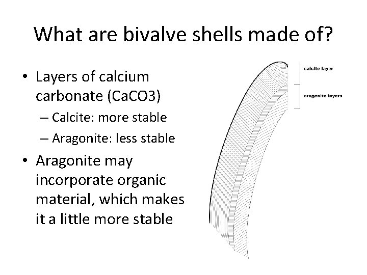 What are bivalve shells made of? • Layers of calcium carbonate (Ca. CO 3)