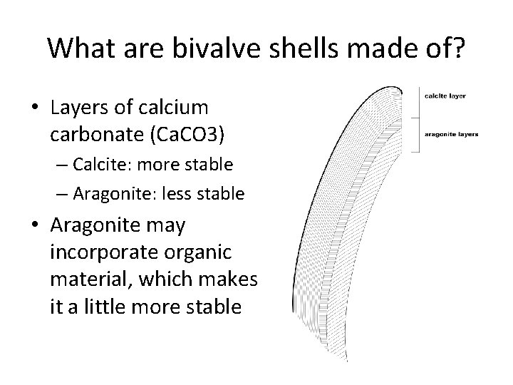 What are bivalve shells made of? • Layers of calcium carbonate (Ca. CO 3)