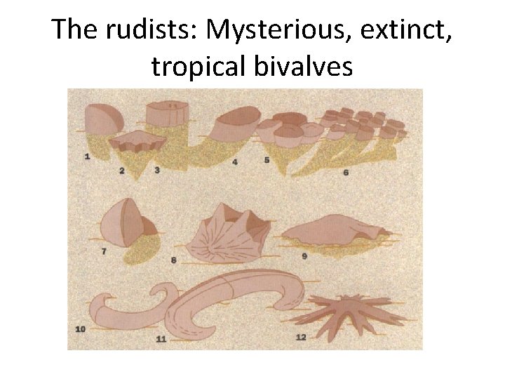 The rudists: Mysterious, extinct, tropical bivalves 