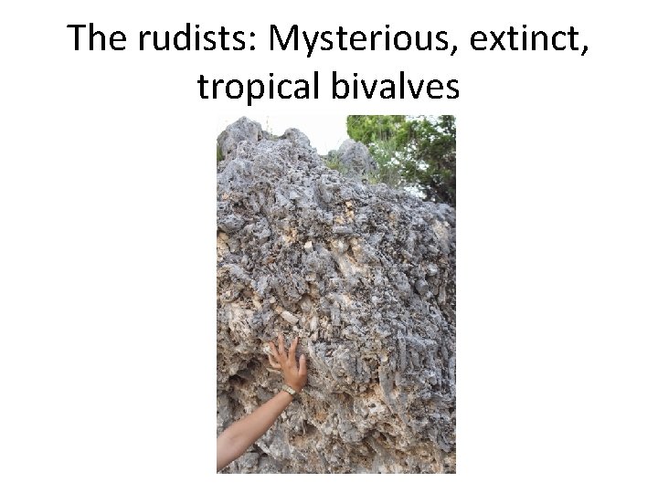 The rudists: Mysterious, extinct, tropical bivalves 