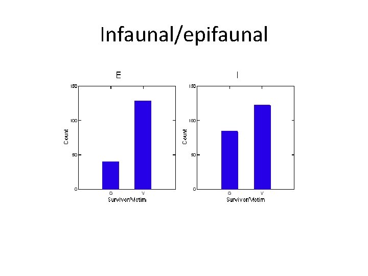 Infaunal/epifaunal 