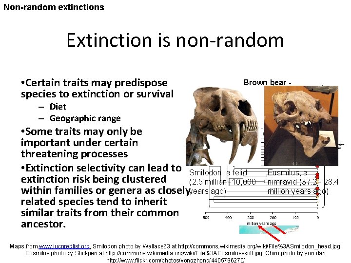 Non-random extinctions Extinction is non-random • Certain traits may predispose species to extinction or