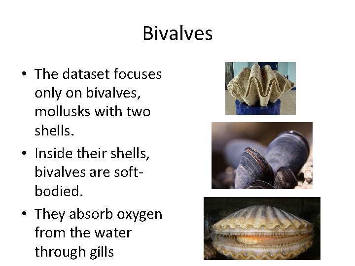 Bivalves • The dataset focuses only on bivalves, mollusks with two shells. • Inside