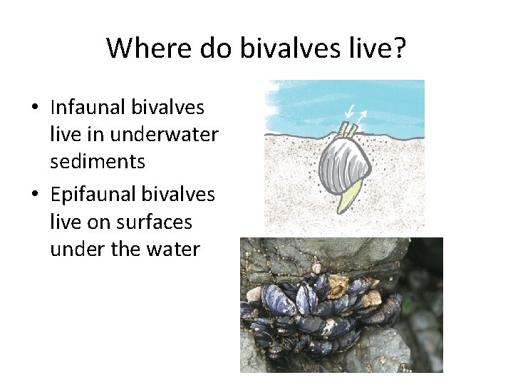 Where do bivalves live? • Infaunal bivalves live in underwater sediments • Epifaunal bivalves