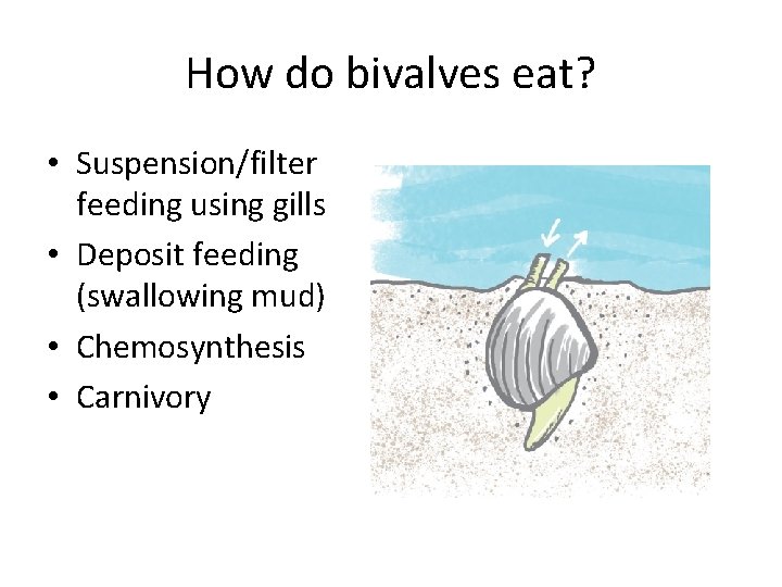 How do bivalves eat? • Suspension/filter feeding using gills • Deposit feeding (swallowing mud)