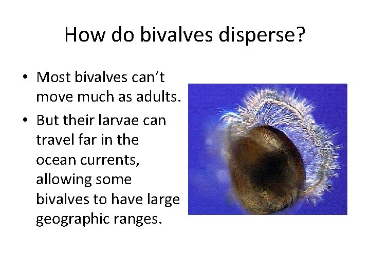 How do bivalves disperse? • Most bivalves can’t move much as adults. • But