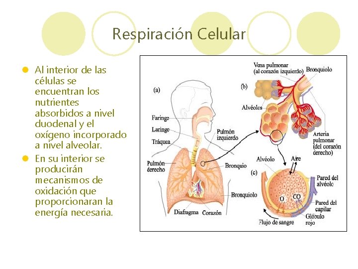 Respiración Celular l Al interior de las células se encuentran los nutrientes absorbidos a