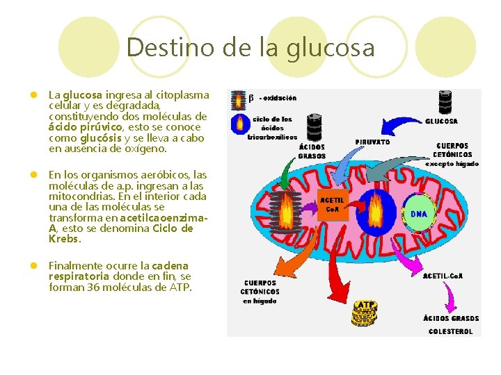 Destino de la glucosa l La glucosa ingresa al citoplasma celular y es degradada,