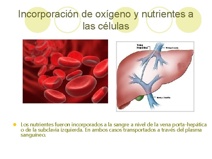 Incorporación de oxígeno y nutrientes a las células l Los nutrientes fueron incorporados a