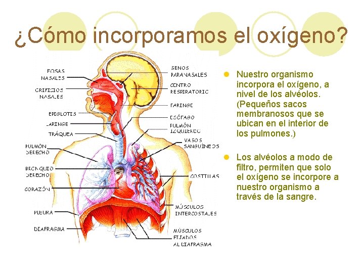 ¿Cómo incorporamos el oxígeno? l Nuestro organismo incorpora el oxígeno, a nivel de los