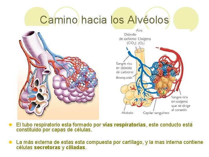 Camino hacia los Alvéolos l El tubo respiratorio esta formado por vías respiratorias, este