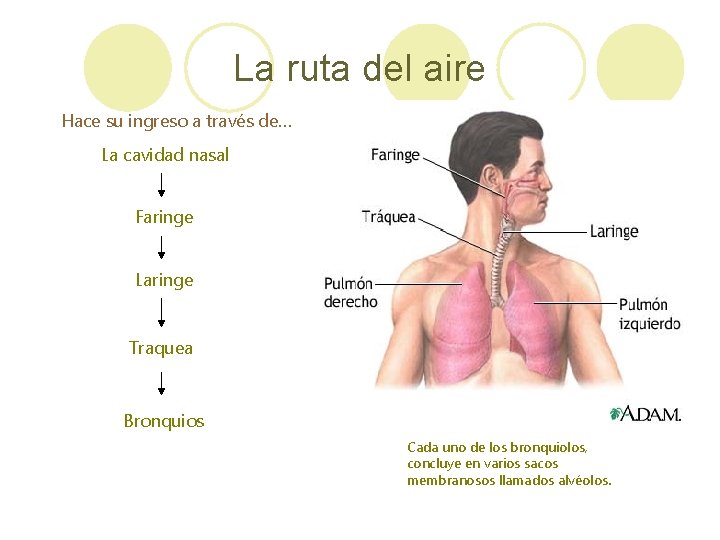 La ruta del aire Hace su ingreso a través de… La cavidad nasal Faringe