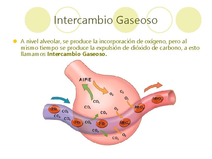 Intercambio Gaseoso l A nivel alveolar, se produce la incorporación de oxígeno, pero al