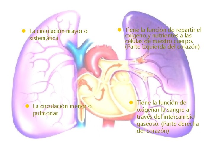 l La circulación mayor o sistemática l La circulación menor o pulmonar l Tiene