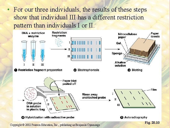  • For our three individuals, the results of these steps show that individual