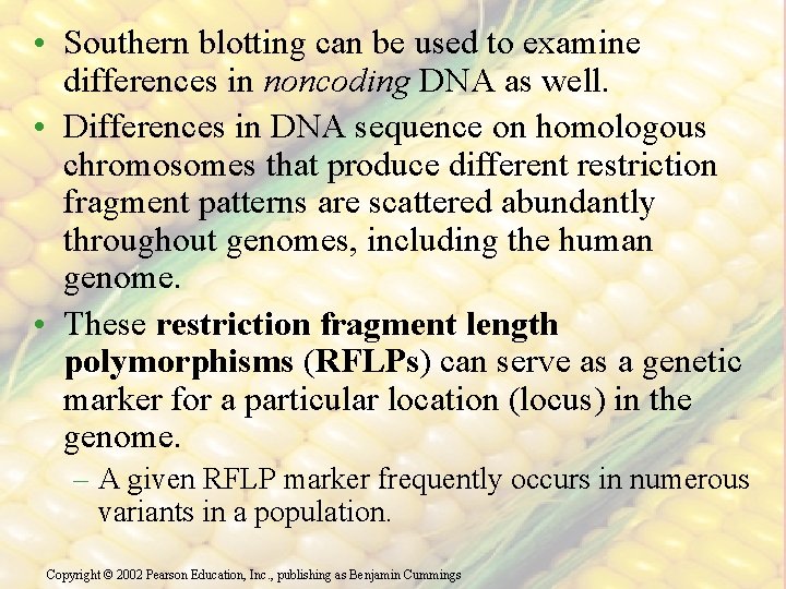  • Southern blotting can be used to examine differences in noncoding DNA as