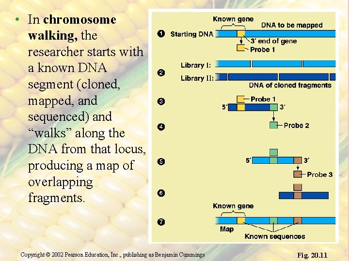  • In chromosome walking, the researcher starts with a known DNA segment (cloned,