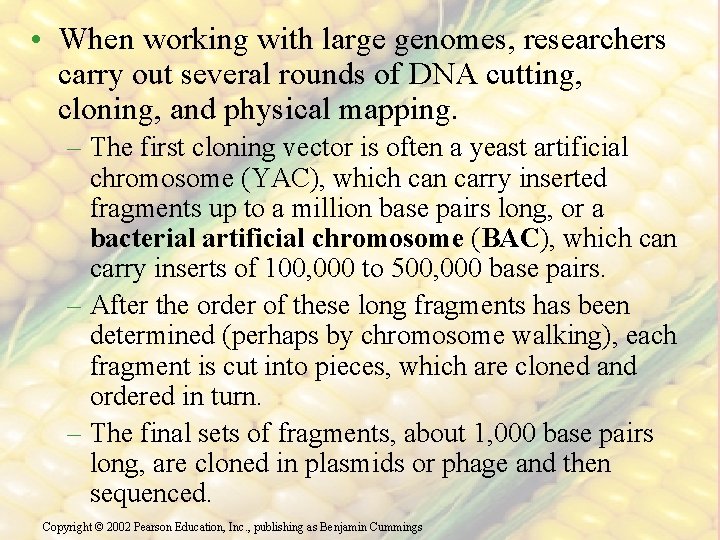  • When working with large genomes, researchers carry out several rounds of DNA