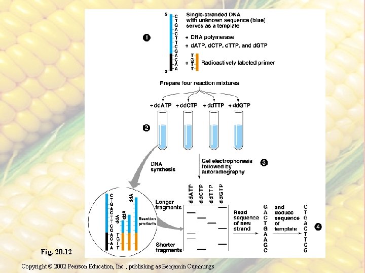 Fig. 20. 12 Copyright © 2002 Pearson Education, Inc. , publishing as Benjamin Cummings
