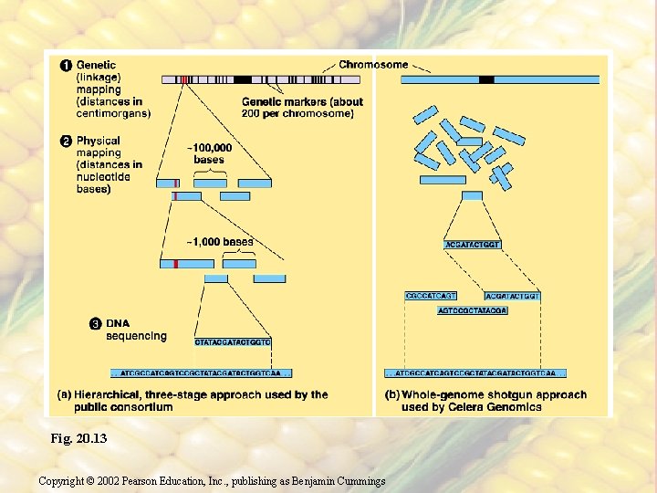 Fig. 20. 13 Copyright © 2002 Pearson Education, Inc. , publishing as Benjamin Cummings