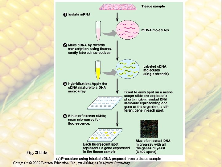 Fig. 20. 14 a Copyright © 2002 Pearson Education, Inc. , publishing as Benjamin