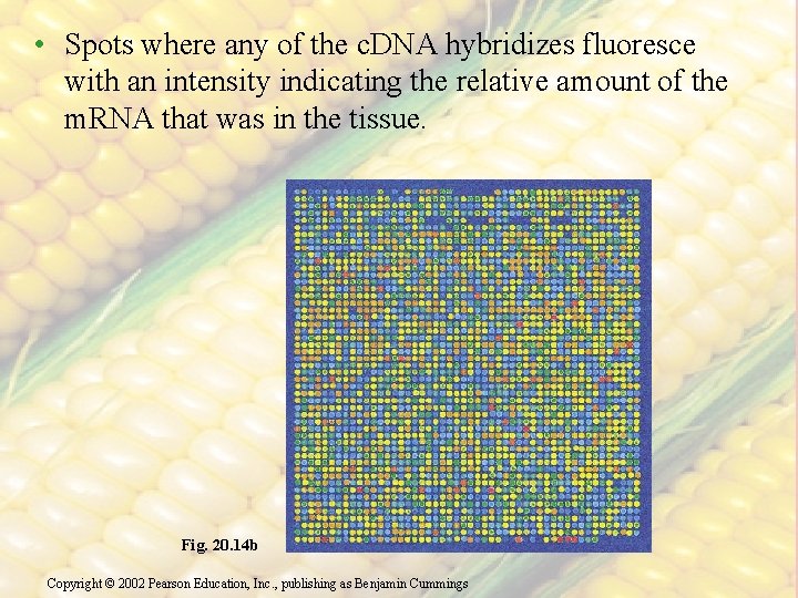  • Spots where any of the c. DNA hybridizes fluoresce with an intensity