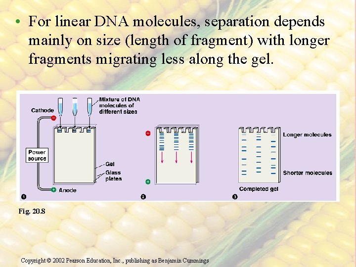 • For linear DNA molecules, separation depends mainly on size (length of fragment)