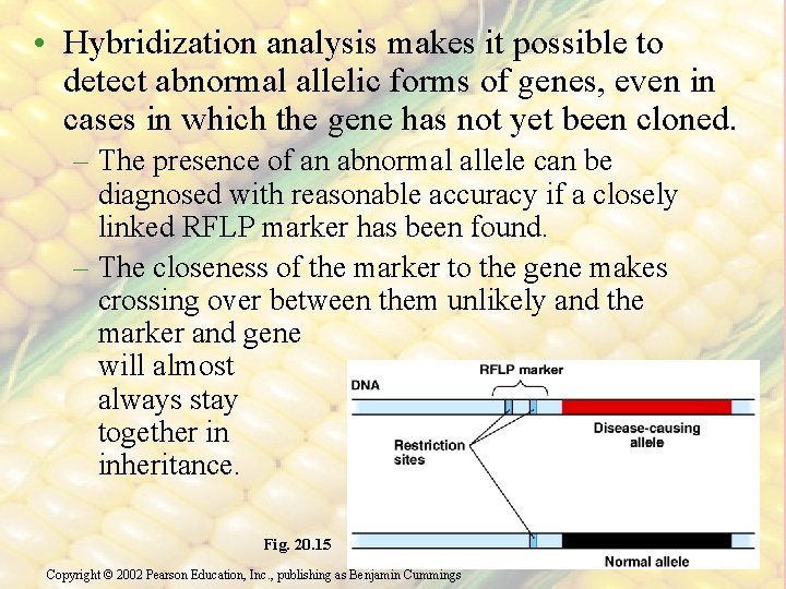  • Hybridization analysis makes it possible to detect abnormal allelic forms of genes,