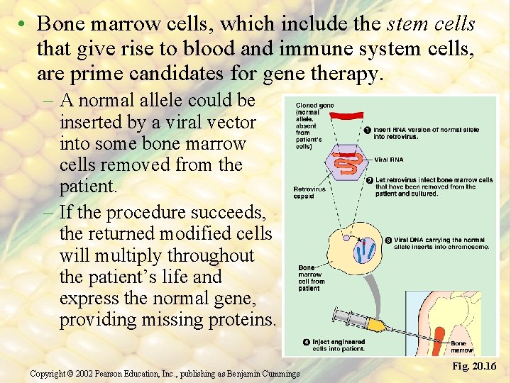  • Bone marrow cells, which include the stem cells that give rise to