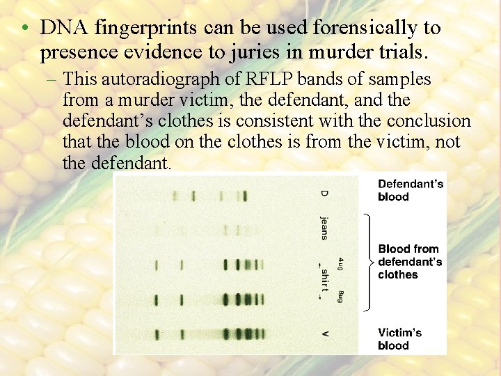  • DNA fingerprints can be used forensically to presence evidence to juries in