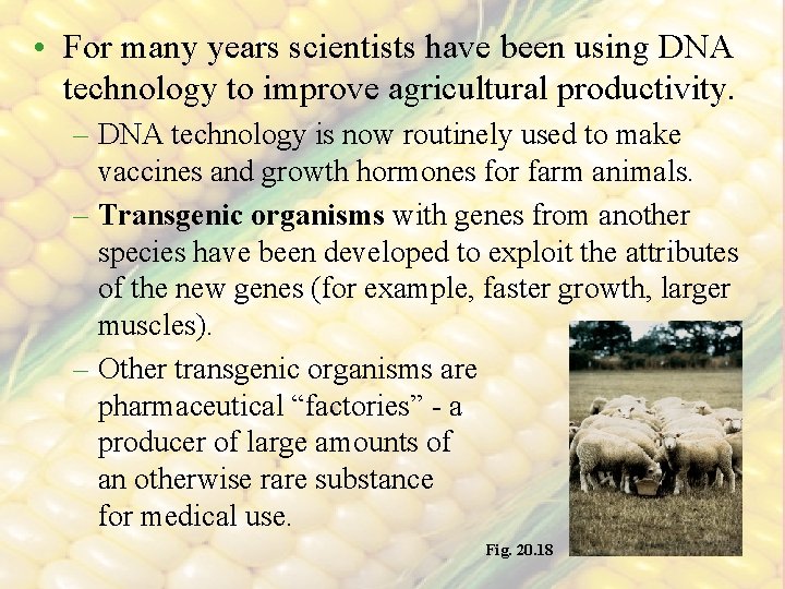  • For many years scientists have been using DNA technology to improve agricultural