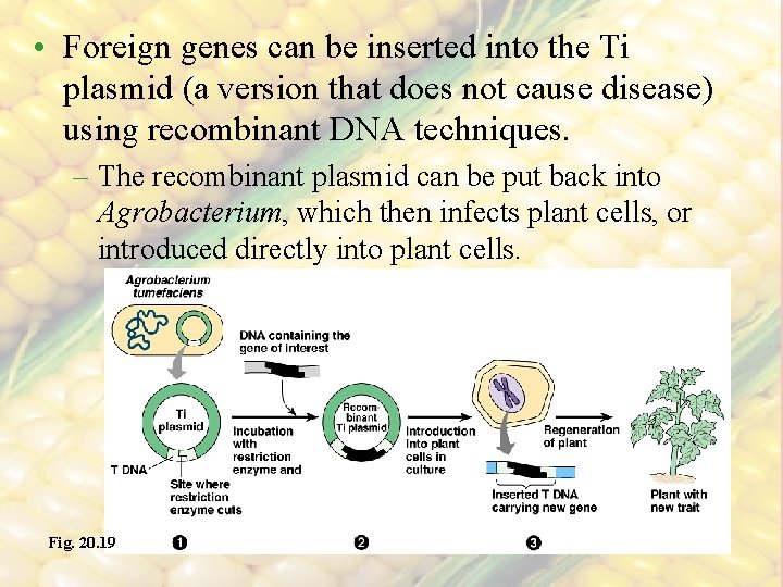  • Foreign genes can be inserted into the Ti plasmid (a version that