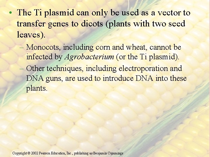  • The Ti plasmid can only be used as a vector to transfer