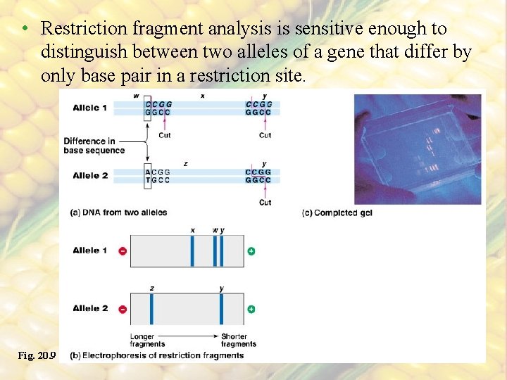 • Restriction fragment analysis is sensitive enough to distinguish between two alleles of