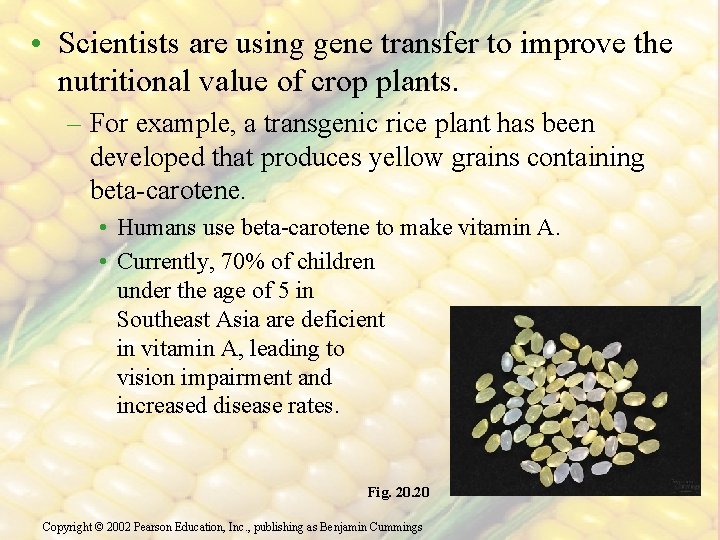  • Scientists are using gene transfer to improve the nutritional value of crop
